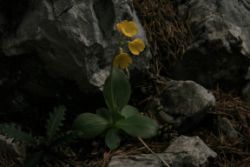 2011-04-24_Regina-F-Rau_Brunnstein-Spitze (037).JPG